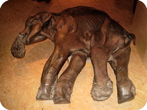 original remains fossil